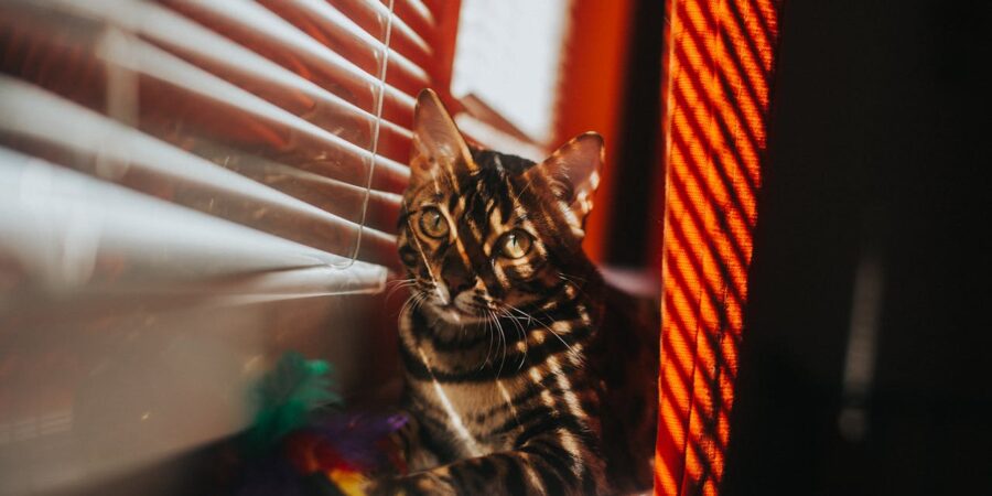 Signs Your Cat is Stressed Signs Your Cat is Stressed