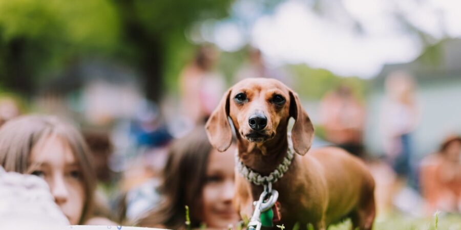 How Pet Communities Are Changing the World — The Rise of the Pet Lover Movement