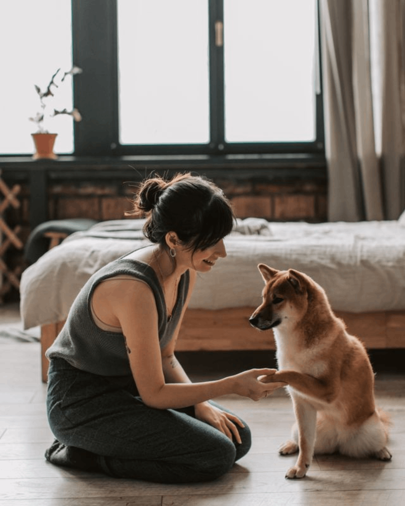 Pet Day Care/Dog Sitter