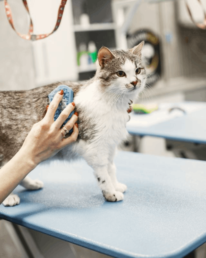 Pet Grooming