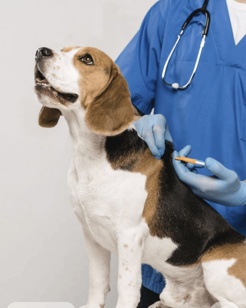 Pet Veterinary