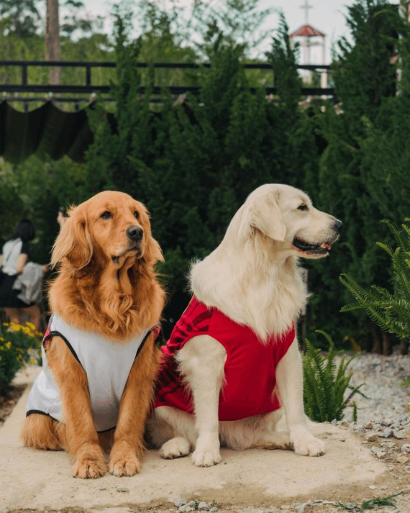 pet clothing