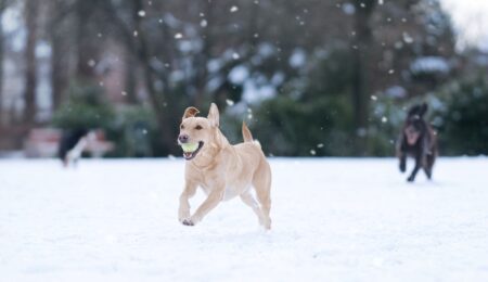 Winter Pet Care Tips Winter Pet Care Tips