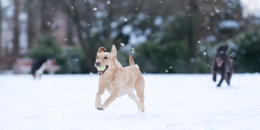 Winter Pet Care Tips Winter Pet Care Tips