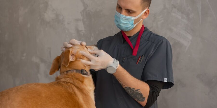 Pet Vet Pet Vet