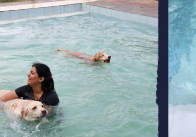 dog_resort_gurgaon
