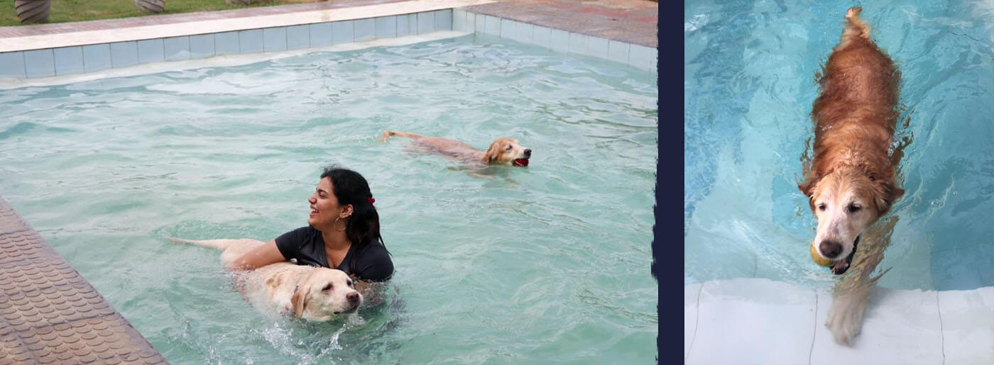 Pet Lovers Hut – Pet Resort and Cafe