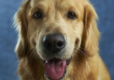 photo-1558788353-f76d92427f16