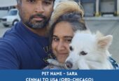 Global Petcab International & Domestic Pet Relocation Services