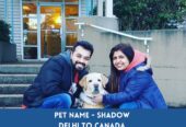 Global Petcab International & Domestic Pet Relocation Services