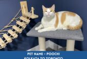Global Petcab International & Domestic Pet Relocation Services