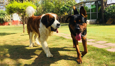 Pet Lovers Hut – Dog Boarding School