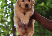 Supreme K9 Club Of India