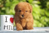 Supreme K9 Club Of India