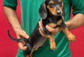 Supreme K9 Club Of India
