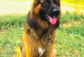 Supreme K9 Club Of India