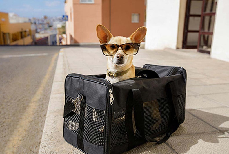 Pet N Fly
