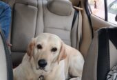 Pet Taxi Delhi NCR Furry Taxi