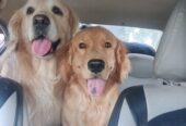 Pet Taxi Delhi NCR Furry Taxi
