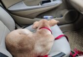 Pet Taxi Delhi NCR Furry Taxi