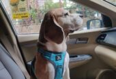 Pets4life Fur Feather Fins