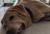 Vetgo Multispeciality Pet Hospital