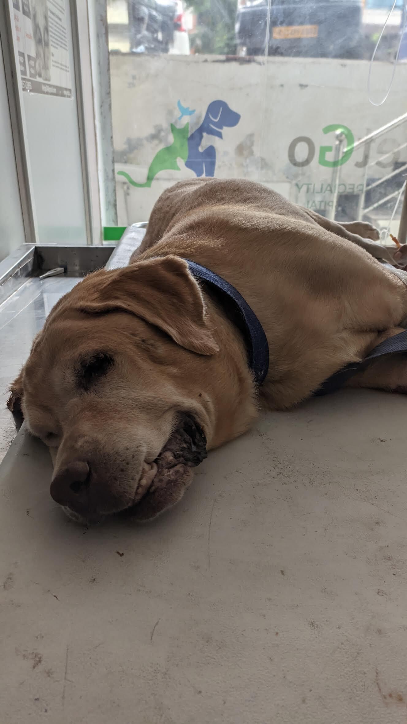 Vetgo Multispeciality Pet Hospital