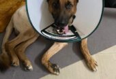 Vetgo Multispeciality Pet Hospital
