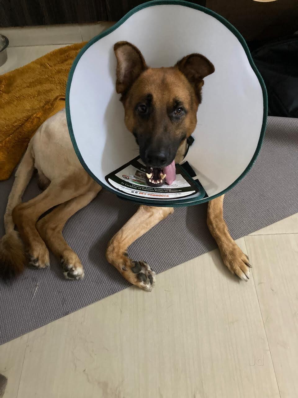 Vetgo Multispeciality Pet Hospital