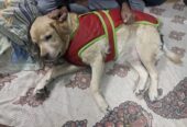 Vetgo Multispeciality Pet Hospital