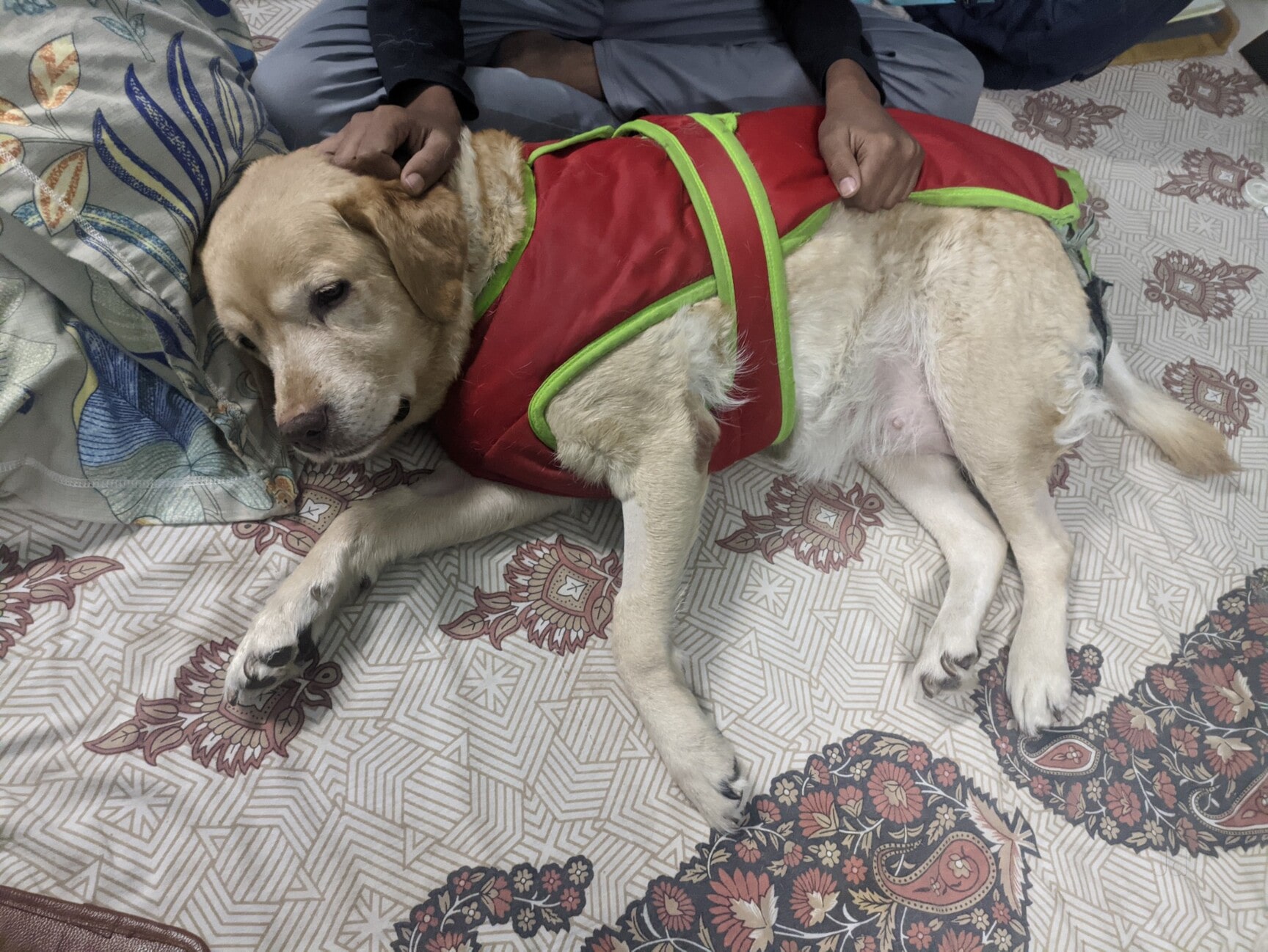 Vetgo Multispeciality Pet Hospital