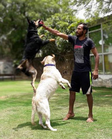 Pet Lovers Hut – Dog Boarding School