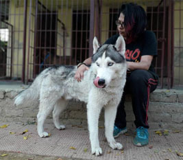 Pet Lovers Hut – Dog Boarding School