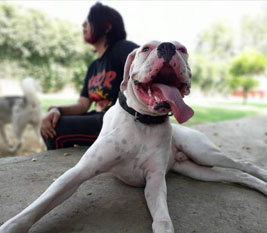 Pet Lovers Hut – Dog Boarding School